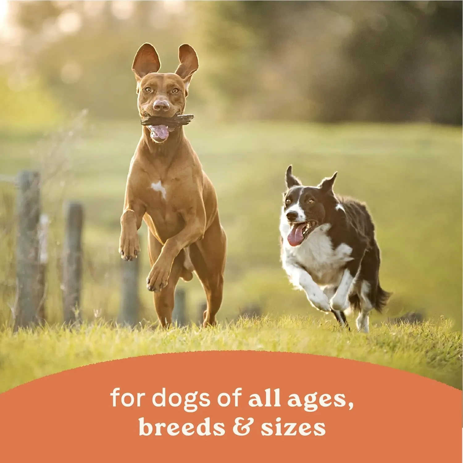 Canidae All Life Stages Wet Dog Food, Chunky Stew Toppers, Beef & Vegetable Recipe, 12.7 oz. (Case of 6)