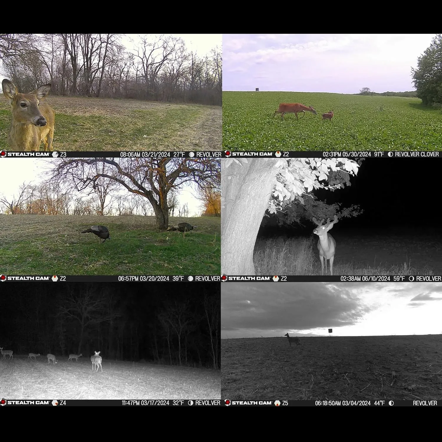 Stealth Cam Revolver 36MP 360 Degree Cellular Trail Camera 2-Pack with Two 32GB Memory Cards and Card Reader (5 Items)